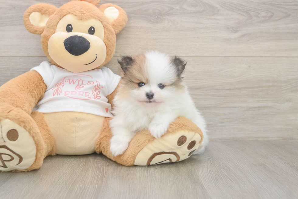 Meet Burton - our Pomeranian Puppy Photo  1/3 - Simply Southern Pups Funny Pomeranian Purebred Pup