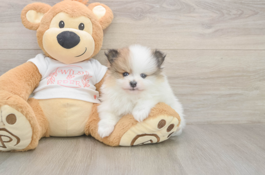 6 week old Pomeranian Puppy For Sale - Simply Southern Pups Funny Pomeranian Purebred Pup
