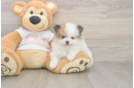 Meet Burton - our Pomeranian Puppy Photo  1/3 - Simply Southern Pups Funny Pomeranian Purebred Pup