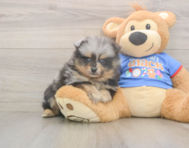 7 week old Pomeranian Puppy For Sale - Simply Southern Pups