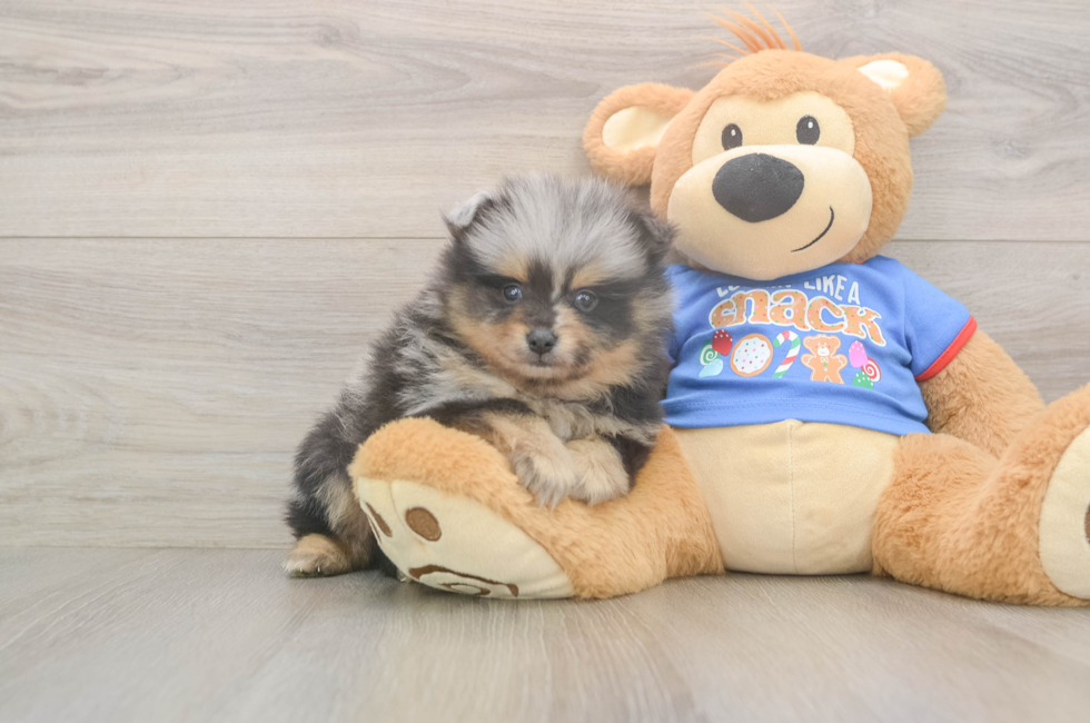 5 week old Pomeranian Puppy For Sale - Simply Southern Pups