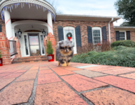 10 week old Pomeranian Puppy For Sale - Simply Southern Pups