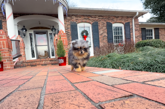 Cute Pomeranian Baby