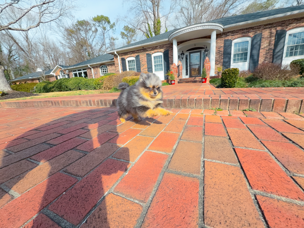 Cute Pomeranian Baby