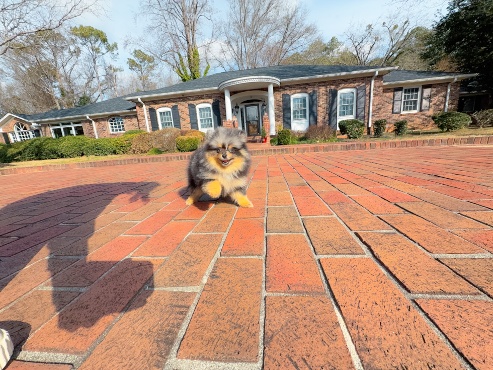 Best Pomeranian Baby