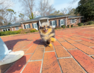 10 week old Pomeranian Puppy For Sale - Simply Southern Pups