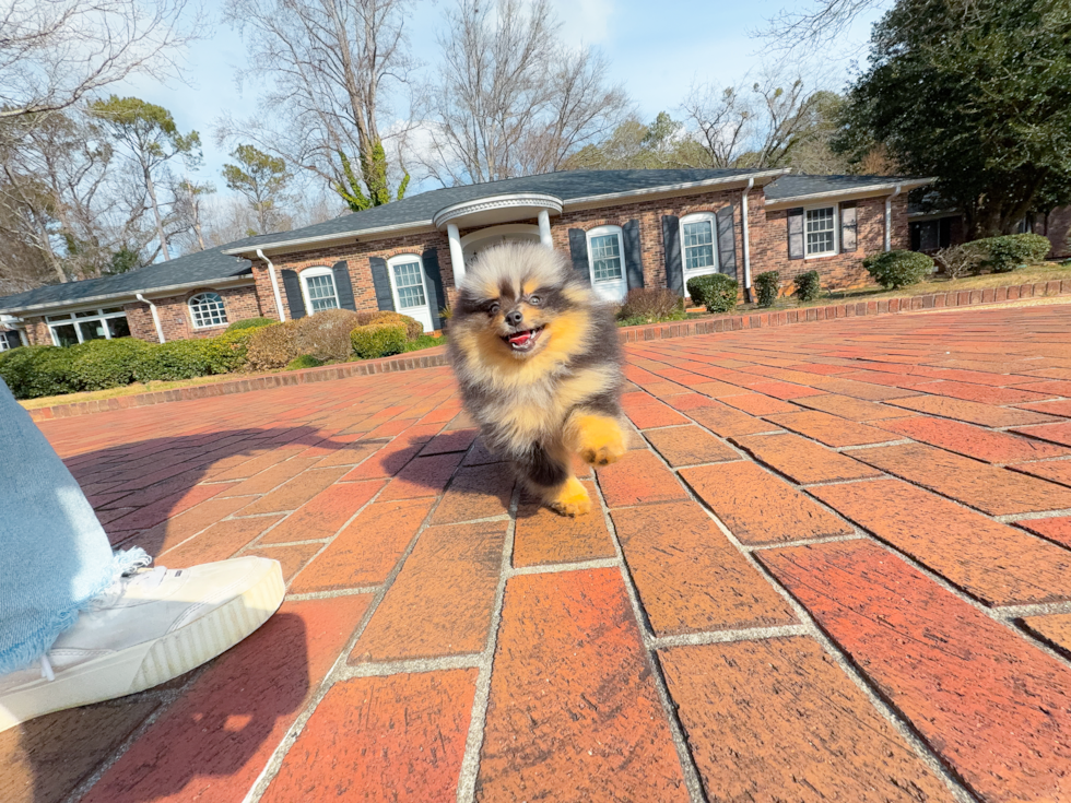 Cute Pom Pom Purebred Puppy