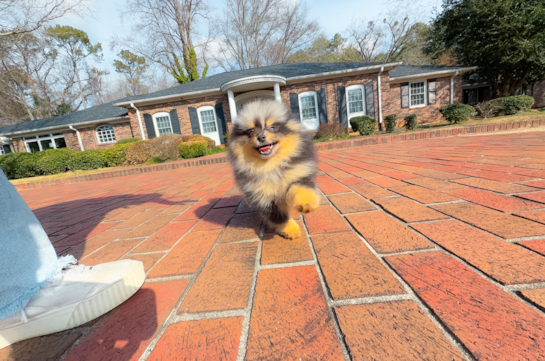 Cute Pom Pom Purebred Puppy