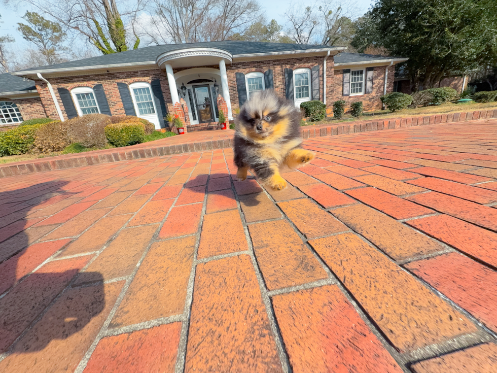 Cute Pomeranian Purebred Pup