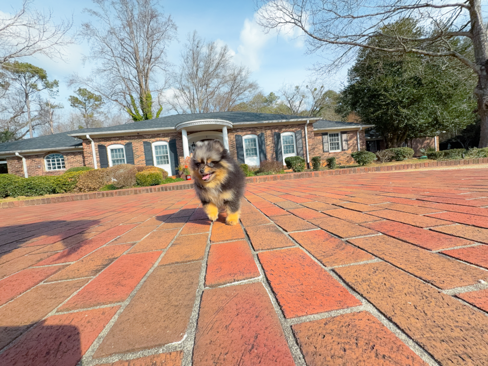 Pomeranian Pup Being Cute