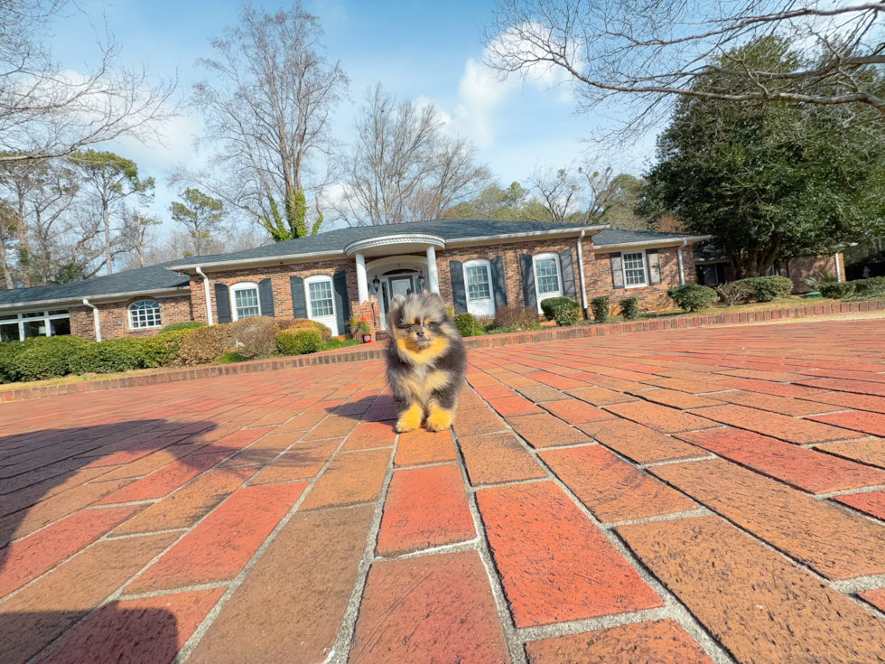 Cute Pomeranian Purebred Pup