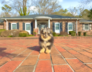 10 week old Pomeranian Puppy For Sale - Simply Southern Pups