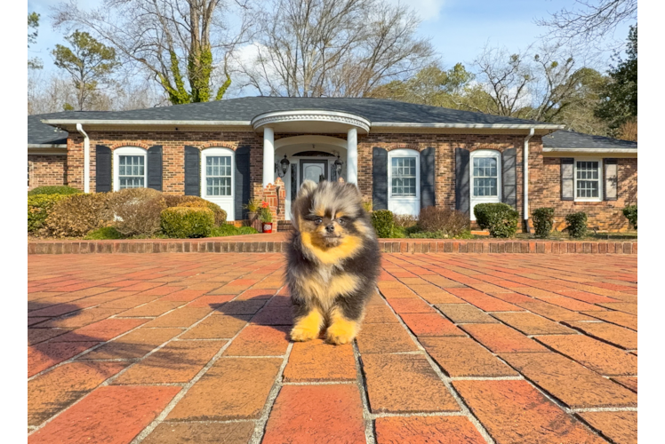 Pomeranian Puppy for Adoption