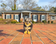 10 week old Pomeranian Puppy For Sale - Simply Southern Pups