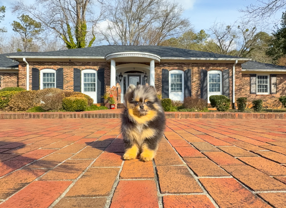 Pomeranian Puppy for Adoption