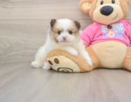 5 week old Pomeranian Puppy For Sale - Simply Southern Pups
