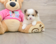 5 week old Pomeranian Puppy For Sale - Simply Southern Pups