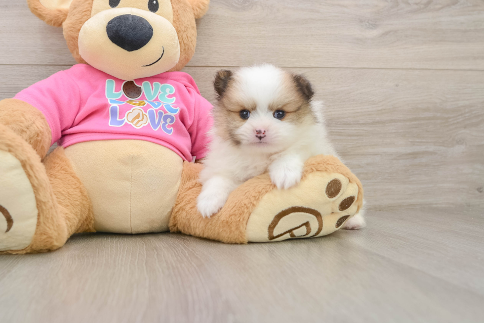 Pomeranian Pup Being Cute