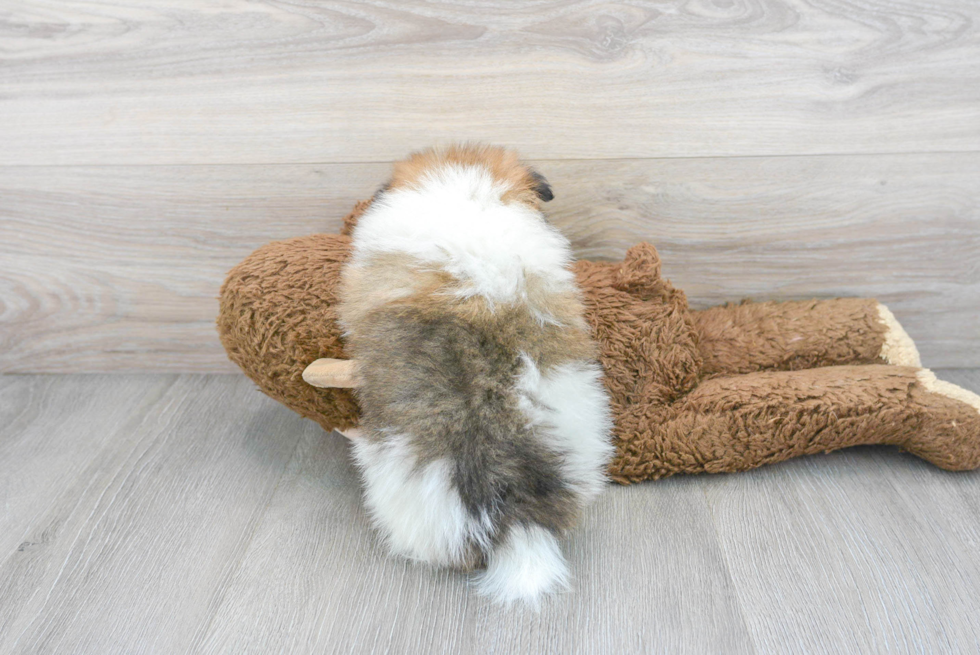 Small Pomeranian Purebred Pup