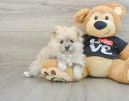 7 week old Pomeranian Puppy For Sale - Simply Southern Pups