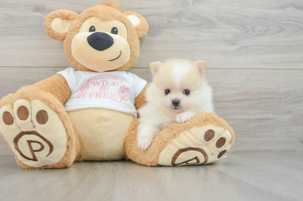6 week old Pomeranian Puppy For Sale - Simply Southern Pups