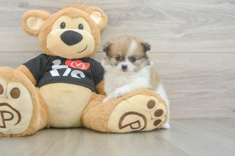 5 week old Pomeranian Puppy For Sale - Simply Southern Pups