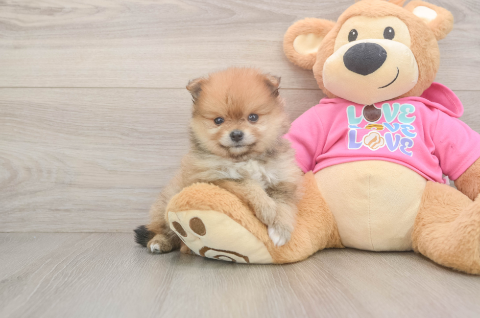 5 week old Pomeranian Puppy For Sale - Simply Southern Pups