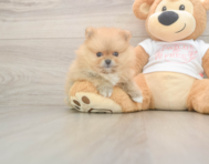 7 week old Pomeranian Puppy For Sale - Simply Southern Pups