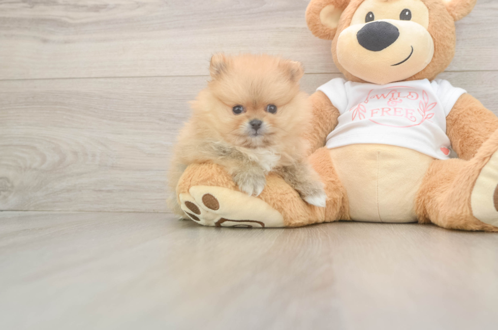 5 week old Pomeranian Puppy For Sale - Simply Southern Pups