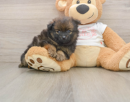 8 week old Pomeranian Puppy For Sale - Simply Southern Pups