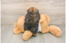 Best Pomeranian Baby
