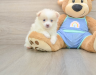 7 week old Pomeranian Puppy For Sale - Simply Southern Pups