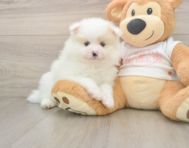 9 week old Pomeranian Puppy For Sale - Simply Southern Pups