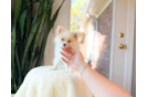 Cute Pomeranian Purebred Pup