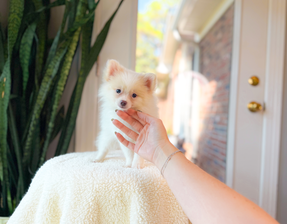 Cute Pomeranian Purebred Pup