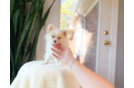 Cute Pomeranian Baby