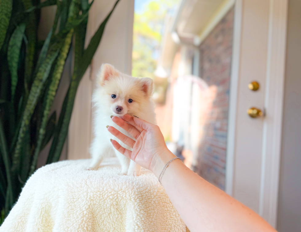Cute Pomeranian Baby
