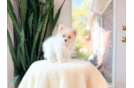 Pomeranian Pup Being Cute