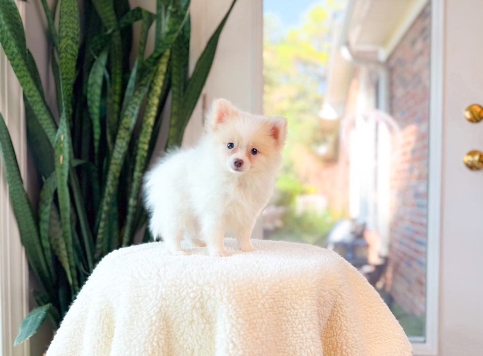 Pomeranian Pup Being Cute