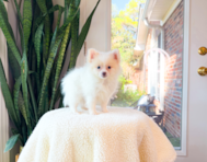 9 week old Pomeranian Puppy For Sale - Simply Southern Pups
