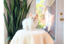 Cute Loulou Purebred Puppy