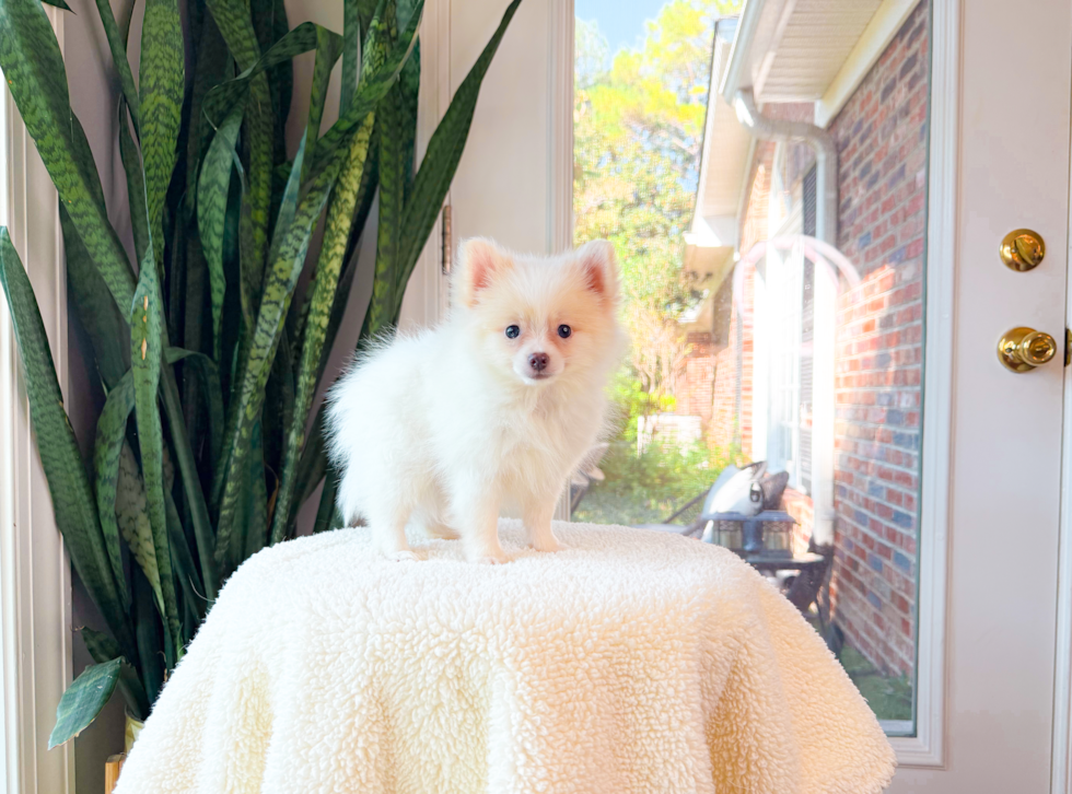 Cute Loulou Purebred Puppy