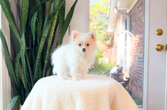 Cute Loulou Purebred Puppy