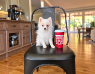 11 week old Pomeranian Puppy For Sale - Simply Southern Pups