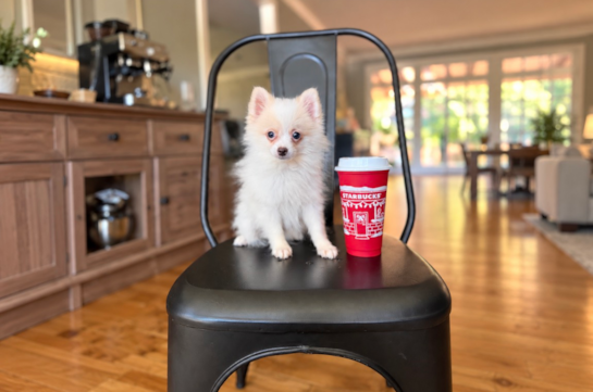 Pomeranian Puppy for Adoption