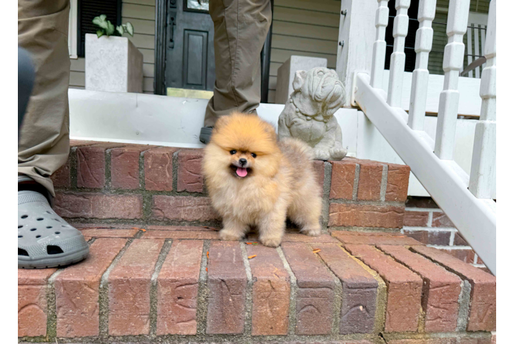 Cute Pomeranian Baby