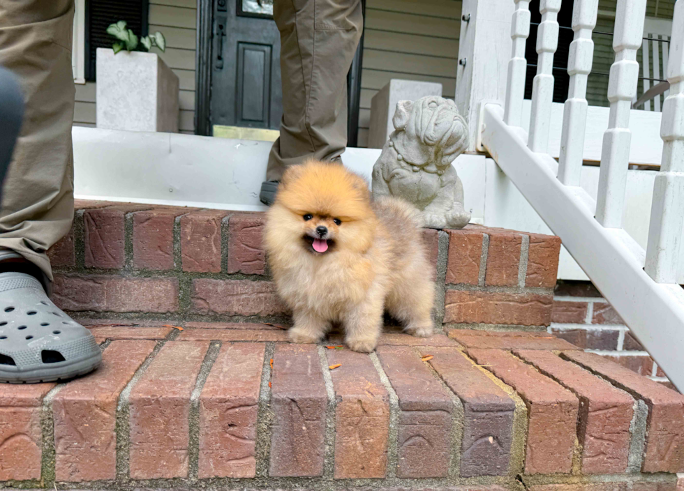 Cute Pomeranian Baby