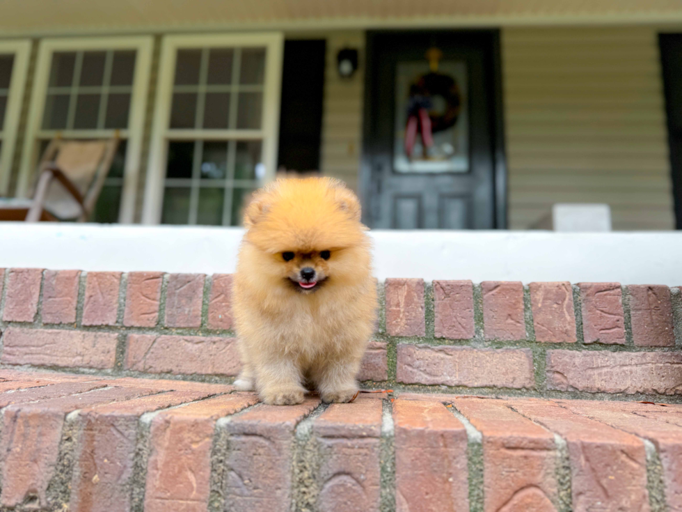 Pomeranian Puppy for Adoption