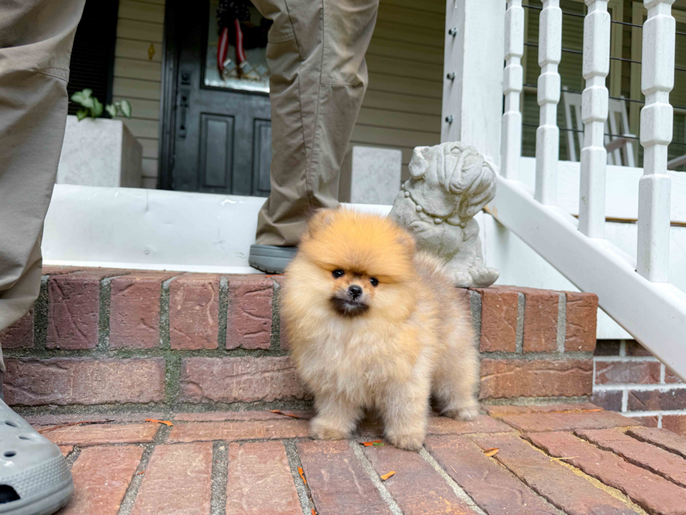 Best Pomeranian Baby