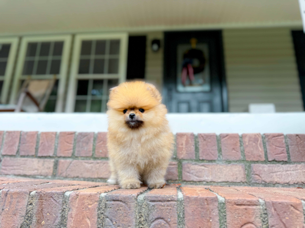 Pomeranian Pup Being Cute